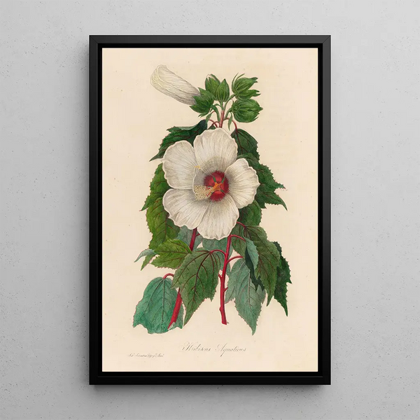 Hibiscus aquaticus - Gaetano Savi — framed artwork on a wall