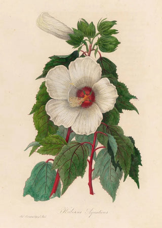 Gaetano Savi - Hibiscus Aquaticus.webp