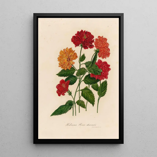 Hibiscus rosa-sinensis - Gaetano Savi — framed artwork on a wall