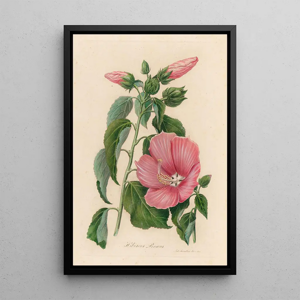 Hibiscus roseus - Gaetano Savi — framed artwork on a wall