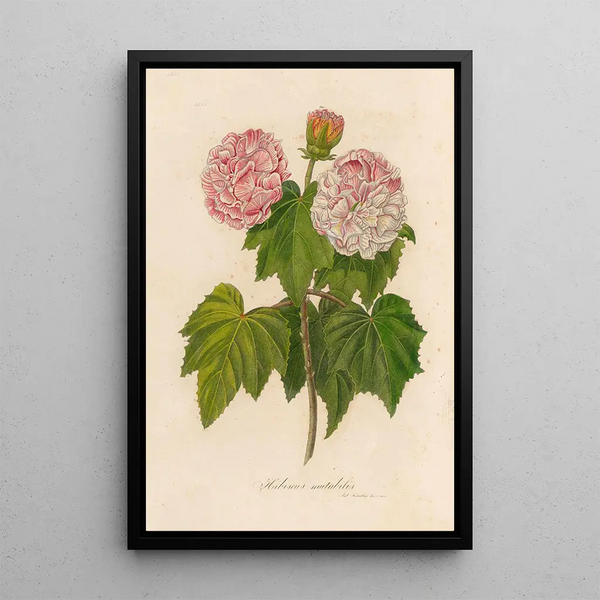 Hibiscus mutabilis - Gaetano Savi — framed artwork on a wall