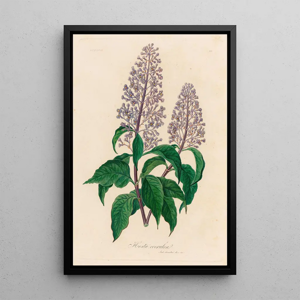 Hosta coerulea - Gaetano Savi — framed artwork on a wall