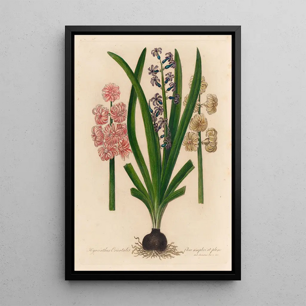 Hyacinthus orientalis flore simplici et pleno - Gaetano Savi — framed artwork on a wall