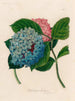 Hortensia hortensis - Gaetano Savi — artwork view