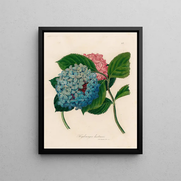 Hortensia hortensis - Gaetano Savi — framed artwork on a wall