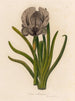Iris susiana painting - Gaetano Savi — artwork view