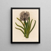 Iris susiana painting - Gaetano Savi — framed artwork on a wall