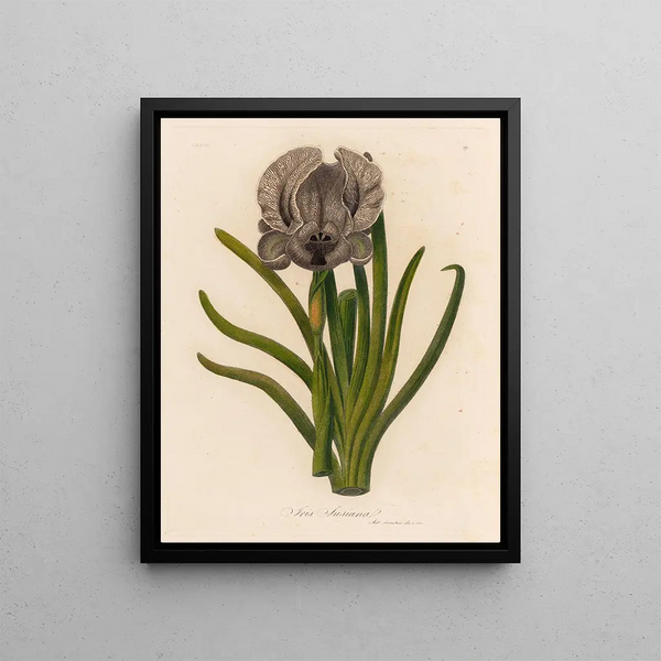 Iris susiana painting - Gaetano Savi — framed artwork on a wall