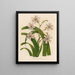 A fringed rainbow - Gaetano Savi — framed artwork on a wall