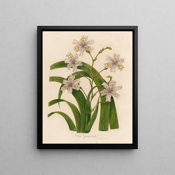 A fringed rainbow - Gaetano Savi — framed artwork on a wall