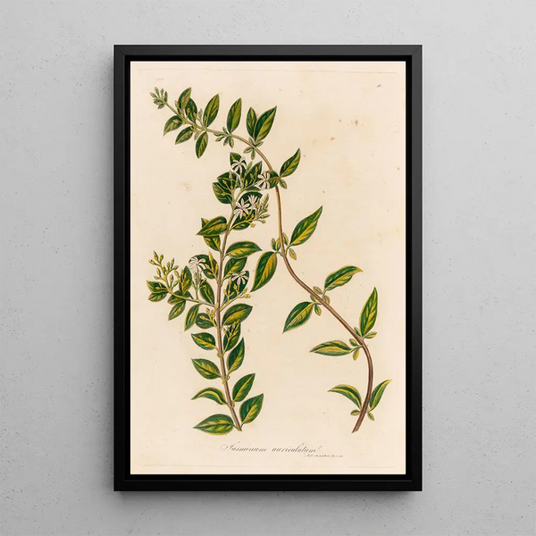 Jasminum auriculatum - Gaetano Savi — framed artwork on a wall