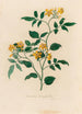 Jasminum heterophyllum - Gaetano Savi — artwork view