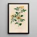 Jasminum heterophyllum - Gaetano Savi — framed artwork on a wall