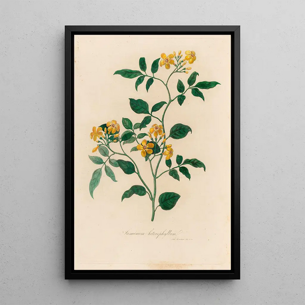 Jasminum heterophyllum - Gaetano Savi — framed artwork on a wall