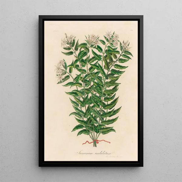 Jasminum undulatum - Gaetano Savi — framed artwork on a wall