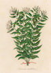 Jasminum undulatum - Gaetano Savi — artwork view