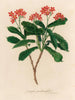 Jatropha panduræfolia - Gaetano Savi — artwork view