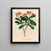 Jatropha panduræfolia - Gaetano Savi — framed artwork on a wall