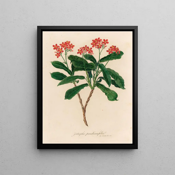 Jatropha panduræfolia - Gaetano Savi — framed artwork on a wall