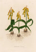 Lachenalia tricolor - Gaetano Savi — artwork view