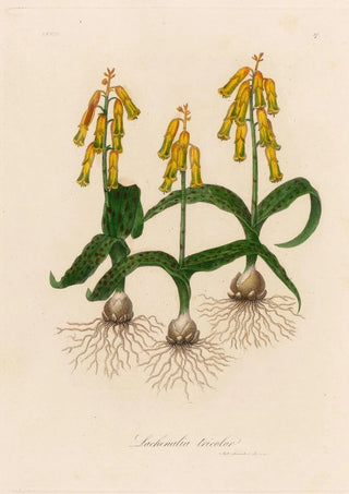 Gaetano Savi - Lachenalia tricolor.webp