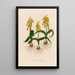 Lachenalia tricolor - Gaetano Savi — framed artwork on a wall