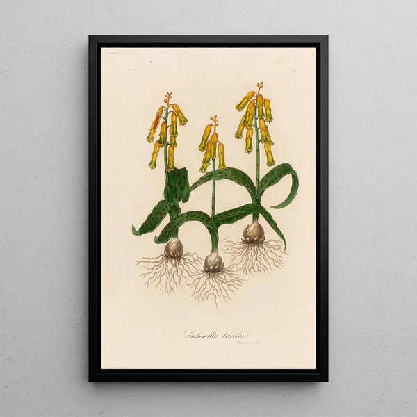 Lachenalia tricolor - Gaetano Savi — framed artwork on a wall