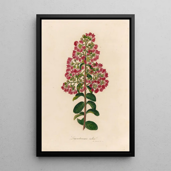 Lagenstroemia indica - Gaetano Savi — framed artwork on a wall