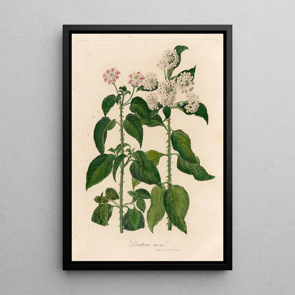 Lantana nivea - Gaetano Savi — framed artwork on a wall