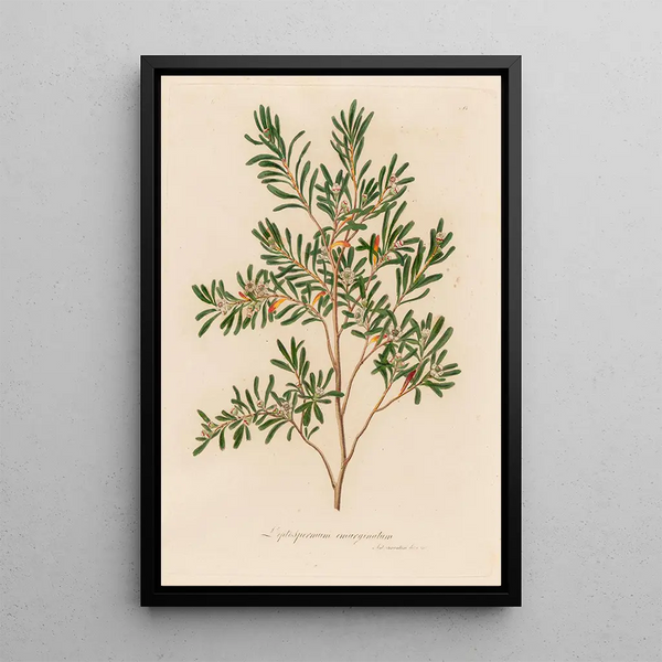 Leptospermum emarginatum - Gaetano Savi — framed artwork on a wall