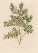 Leptospermum emarginatum - Gaetano Savi — artwork view