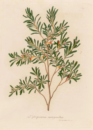 Gaetano Savi - Leptospermum emarginatum.webp