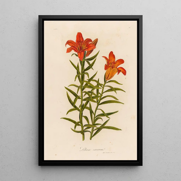 Lilium croceum - Gaetano Savi — framed artwork on a wall