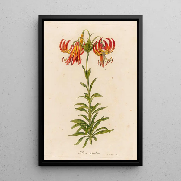 Lilium superbum - Gaetano Savi — framed artwork on a wall