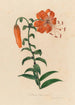 Lilium tigrinum - Gaetano Savi — artwork view