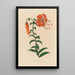 Lilium tigrinum - Gaetano Savi — framed artwork on a wall