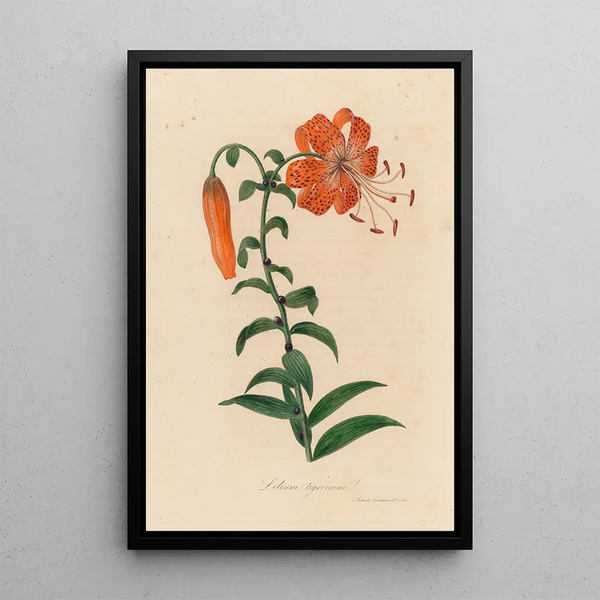 Lilium tigrinum - Gaetano Savi — framed artwork on a wall