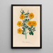 Linum trigynum - Gaetano Savi — framed artwork on a wall