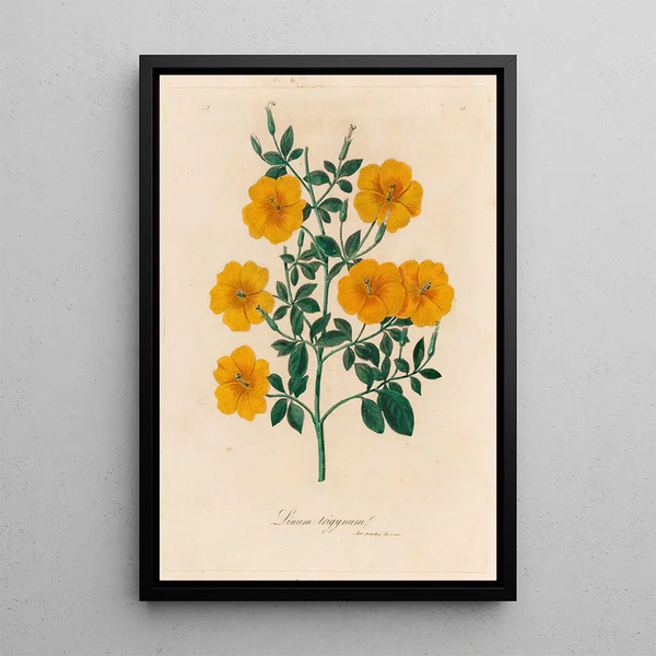 Linum trigynum - Gaetano Savi — framed artwork on a wall