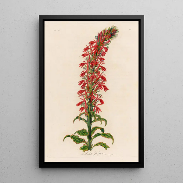 Lobelia fulgens - Gaetano Savi — framed artwork on a wall