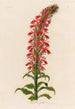 Lobelia fulgens - Gaetano Savi — artwork view