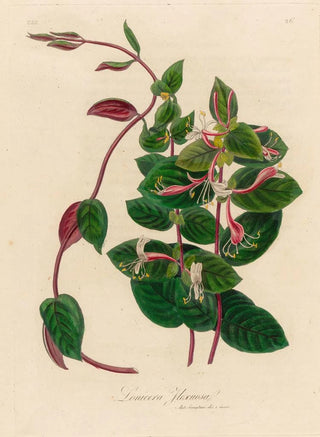Gaetano Savi - Lonicera Flexuosa.webp