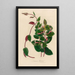 Lonicera flexuosa - Gaetano Savi — framed artwork on a wall
