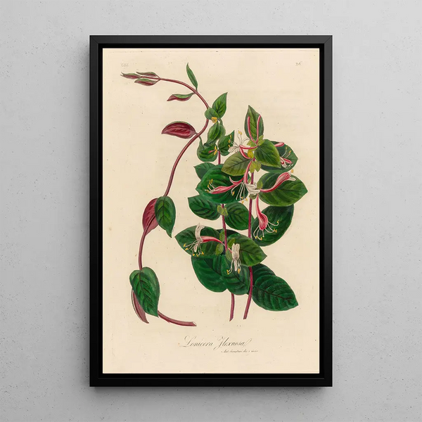 Lonicera flexuosa - Gaetano Savi — framed artwork on a wall