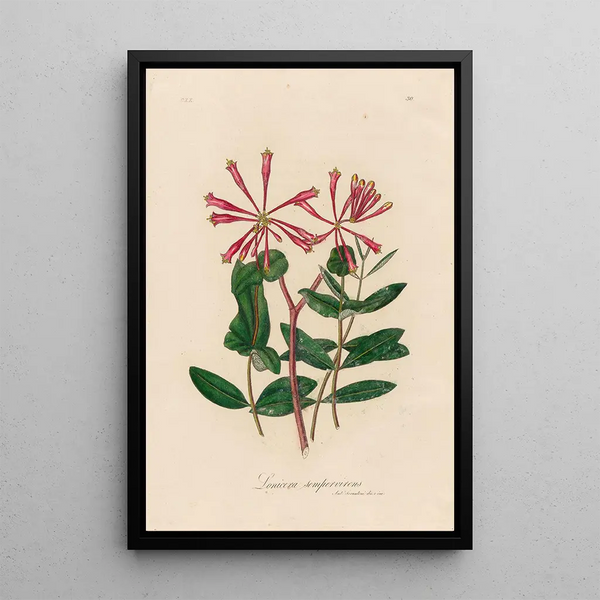 Lonicera sempervirens - Gaetano Savi — framed artwork on a wall