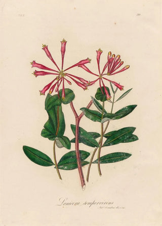 Gaetano Savi - Lonicera sempervirens.webp