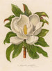 Magnolia grandiflora - Gaetano Savi — artwork view