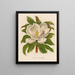 Magnolia grandiflora - Gaetano Savi — framed artwork on a wall