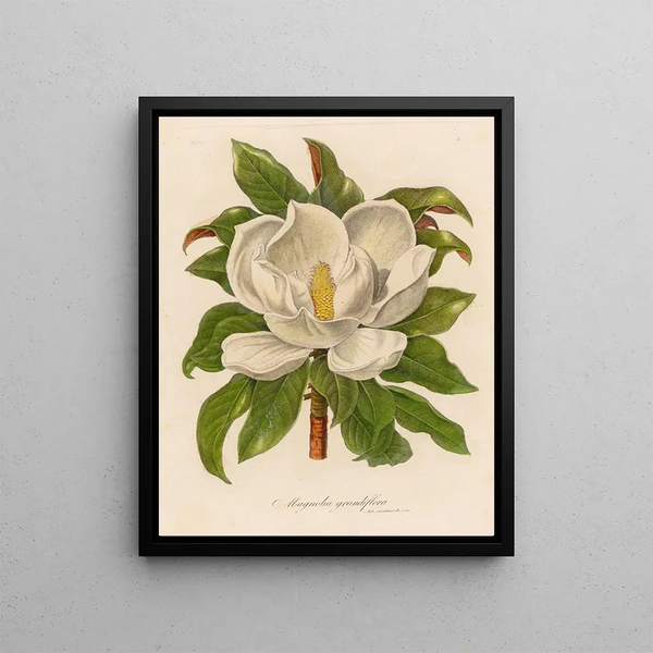 Magnolia grandiflora - Gaetano Savi — framed artwork on a wall