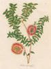 Melaleuca hypericifolia - Gaetano Savi — artwork view